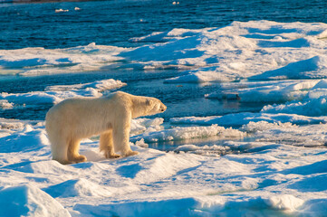 Polar bear on pack ice in Svalbard, Norway © Don Landwehrle