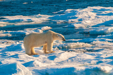 Polar bear on pack ice in Svalbard, Norway
