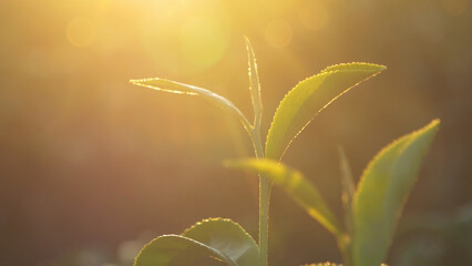 Green tea tree leaves camellia sinensis in organic farm sunlight. Fresh young tender bud herbal farm on summer morning. Sunlight Green tea tree plant. Close up Tree tea plant green nature in morning