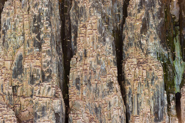 Birds nesting on Kapp Fanshawe cliffs