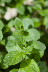 Closeup shot of the leaves of young peppermint plant (lat. Mentha piperita) (Selective Focus, Focus one third into the image)