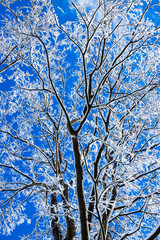 Obraz premium 雪景色