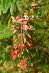 Red Amherstia nobilis flower on tree, Pride of Burma tree