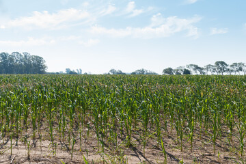 Fototapeta na wymiar corn plantation in stage of flower formation, growth of stems and leaves in flag
