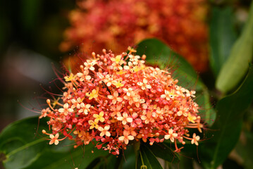 Beautiful Orange red Ashoka tree flower blooming in garden