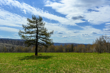 South Ural forest with a unique landscape, vegetation and diversity of nature.