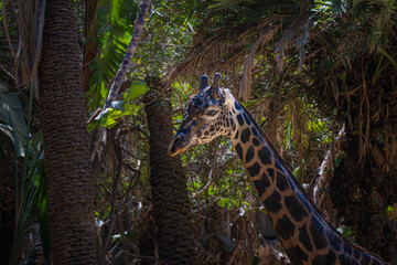 2022-08-24 A MATURE GIRAFFE LOOKING LEFT IN THE SENE WITH A LUSH APLM TREE BACKGROUND