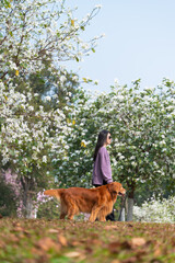 Golden retriever dog accompanies its owner for a walk in the park