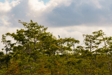 Everglades National Park in Florida