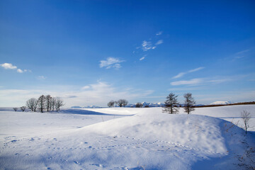 雪原の木々と山並み(中標津町）
