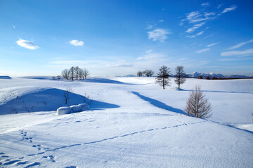 Obraz premium 雪原の木々と山並み(中標津町）