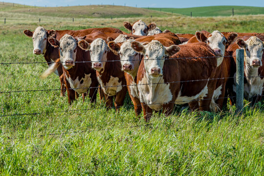 Closeup of a herd of Hereford cattle grazing in a Saskatchewan pasture