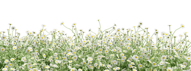 Evergreen flowers and grass field in nature,  Flowres on garden in springtime, Tropical forest isolated on transparent background - PNG file, 3D rendering illustration for create and design or etc