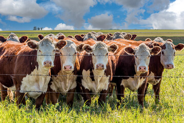 Closeup of a herd of Hereford cattle grazing in a Saskatchewan pasture - obrazy, fototapety, plakaty