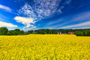 Obraz premium ボヘミア地方の美しい菜の花畑