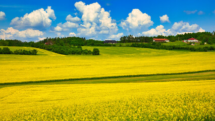 Obraz premium ボヘミア地方の美しい菜の花畑