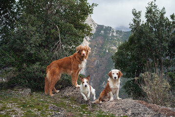 three red-white dogs against the backdrop of mountains in the park. Pet in the forest. Happy Jack...