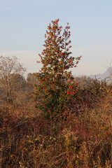 A tall tree with green leaves