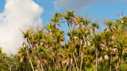 Everglades National Park in Florida