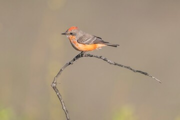 Fototapeta premium Vermilion Flycatcher