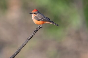 Vermilion Flycatcher