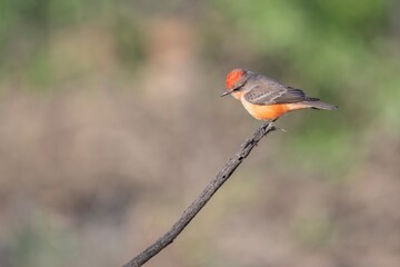 Vermilion Flycatcher