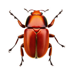 red beetle , isolated on transparent background cutout , generative ai - obrazy, fototapety, plakaty