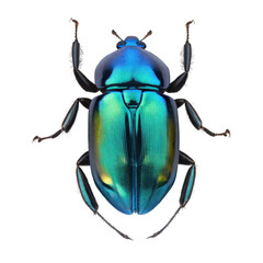 shiny blue beetle , isolated on transparent background cutout , generative ai