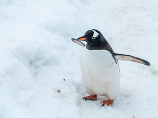 Gentoo penguin poses for the camera