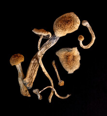Dried psilocybin mushrooms