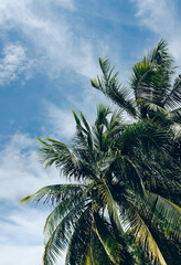 Palm trees against blue sky