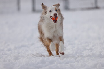 Australian shepherd 