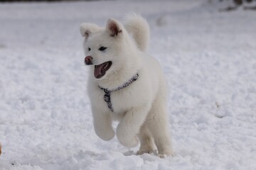 White Akita puppy frolicking in the snow