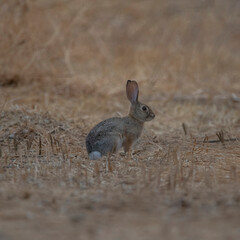 Obraz premium Cottontail Rabbit