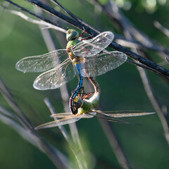 dragonflies on a branch