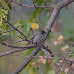 Naklejka premium Bushtit on a Branch