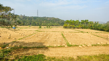 Paddy field with trees and clouds 