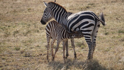 zebra in the savannah