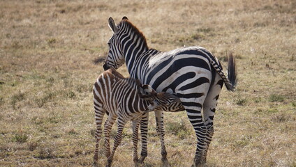 Obraz premium zebra in the savannah