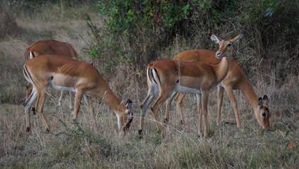 Naklejka na ściany i meble impala antelope in the savannah