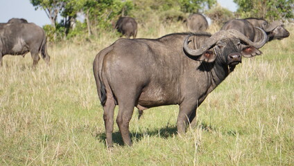 Obraz na płótnie Canvas Buffalo in Masai Mara