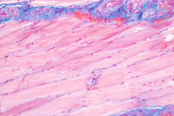 Adipose tissue human, Soft palate human, Bone human and Striated (skeletal) muscle human under the microscope in Lab.