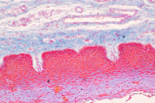 Adipose tissue human, Soft palate human, Bone human and Striated (skeletal) muscle human under the microscope in Lab.