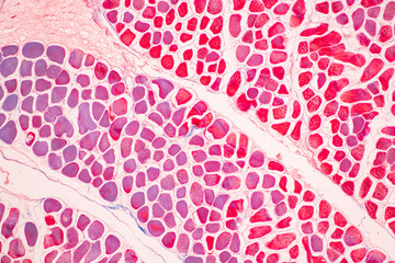 Adipose tissue human, Soft palate human, Bone human and Striated (skeletal) muscle human under the...