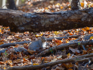 Squirrel in fall leaves