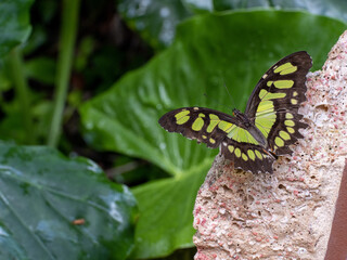 Bright green and black butterfly on stone in jungle