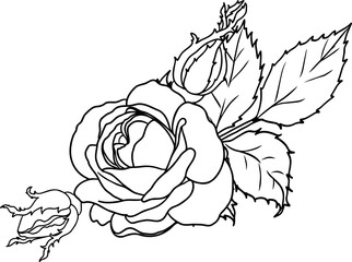 Burgundy iceberg rose png.Beautiful flower on transparent background.