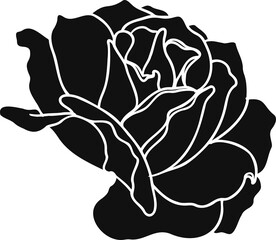 Burgundy iceberg rose png.Beautiful flower on transparent background.