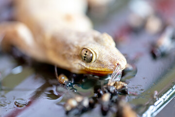 Beautiful natural scene macro shots of common insects and animals.