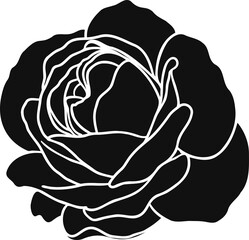 Burgundy iceberg rose png.Beautiful flower on transparent background.